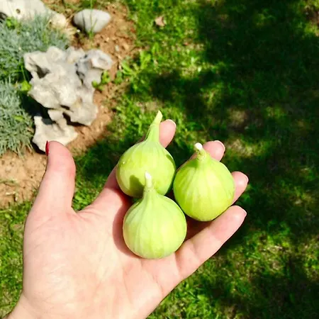 公寓 Bare 卡斯塔