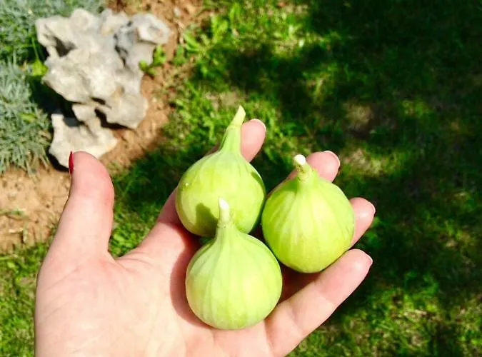 Appartement Bare Kastav